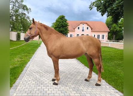 Schweres Warmblut, Stute, 6 Jahre, 165 cm, Fuchs