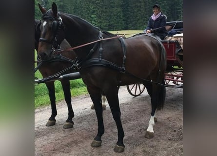 Schweres Warmblut, Stute, 8 Jahre, 168 cm, Brauner