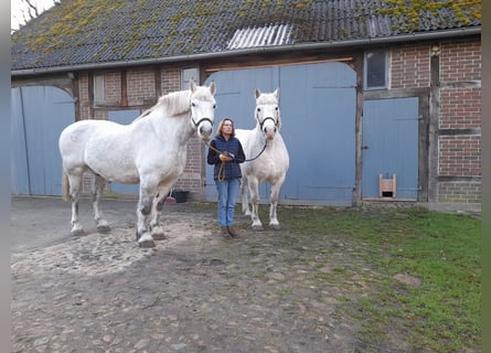 Schweres Warmblut, Wałach, 14 lat, 158 cm, Siwa