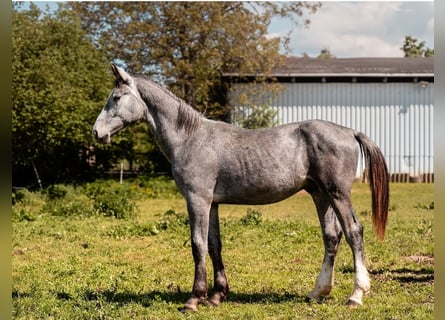 Schweres Warmblut, Wałach, 1 Rok, 170 cm, Siwa jabłkowita