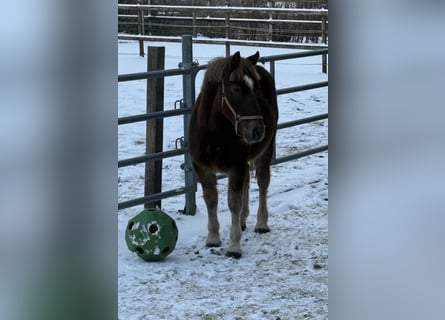 Schweres Warmblut, Wałach, 2 lat, 155 cm