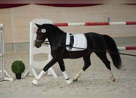 Schweres Warmblut, Wałach, 2 lat, 163 cm, Ciemnogniada