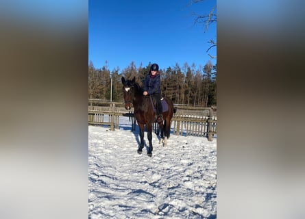 Schweres Warmblut, Wałach, 3 lat, 162 cm, Gniada