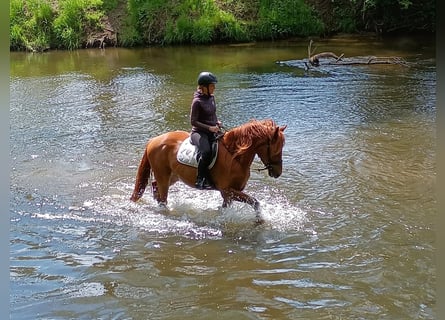 Schweres Warmblut, Wałach, 3 lat, 162 cm, Kasztanowata