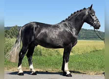 Schweres Warmblut, Wałach, 3 lat, 162 cm, Siwa jabłkowita
