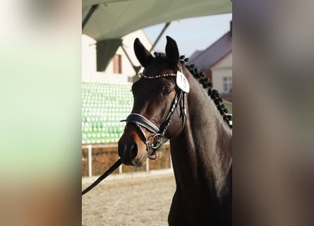 Schweres Warmblut, Wałach, 3 lat, 163 cm, Ciemnogniada