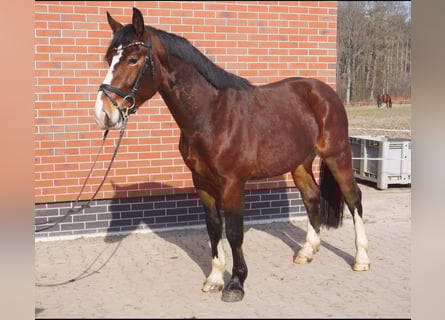 Schweres Warmblut, Wałach, 3 lat, 164 cm, Gniada
