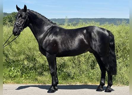 Schweres Warmblut, Wałach, 3 lat, 164 cm, Kara