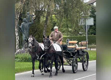 Schweres Warmblut Mix, Wałach, 3 lat, 165 cm, Karosiwa
