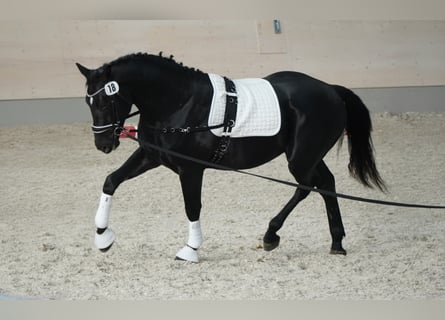 Schweres Warmblut, Wałach, 3 lat, 166 cm