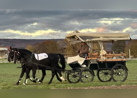 Schweres Warmblut, Wałach, 3 lat, 167 cm, Kara