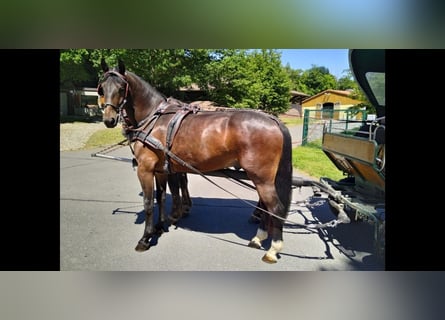 Schweres Warmblut, Wałach, 3 lat, 168 cm, Gniada
