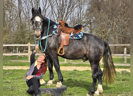 Schweres Warmblut, Wałach, 4 lat, 160 cm, Karosiwa