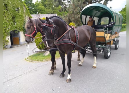 Schweres Warmblut, Wałach, 4 lat, 165 cm, Kara