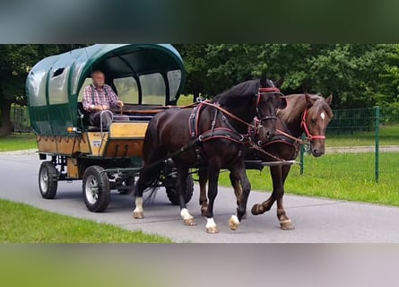 Schweres Warmblut, Wałach, 4 lat, 166 cm, Kara