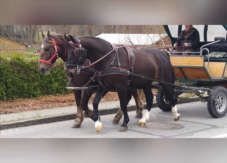 Schweres Warmblut, Wałach, 4 lat, 166 cm, Skarogniada