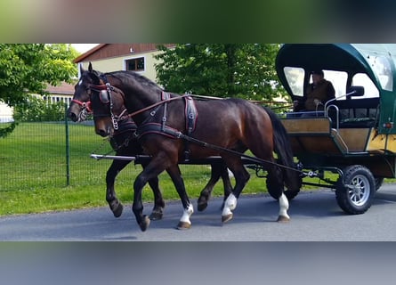 Schweres Warmblut, Wałach, 4 lat, 168 cm, Gniada