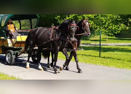 Schweres Warmblut, Wałach, 4 lat, 172 cm, Karosiwa