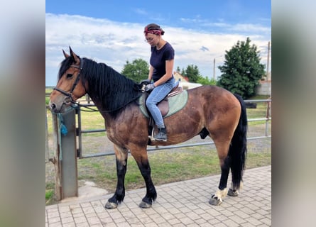 Schweres Warmblut Mix, Wałach, 5 lat, 160 cm, Gniada