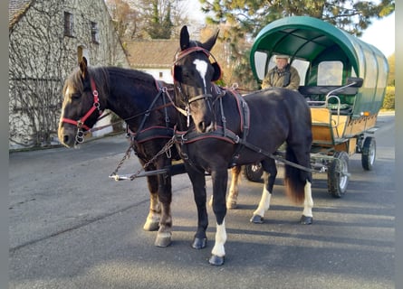 Schweres Warmblut, Wałach, 5 lat, 166 cm, Kara