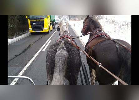 Schweres Warmblut, Wałach, 6 lat, 165 cm, Siwa jabłkowita