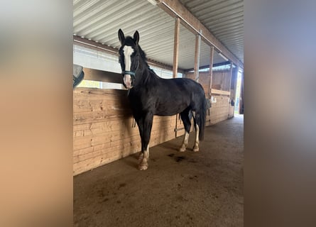 Schweres Warmblut, Wałach, 6 lat, 176 cm, Kara