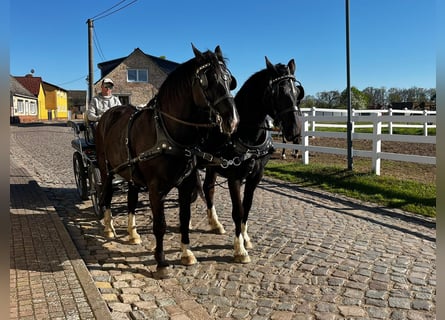 Schweres Warmblut, Wałach, 10 lat, Kara