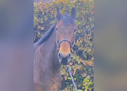 Schweres Warmblut, Wałach, 11 lat, 168 cm, Gniada