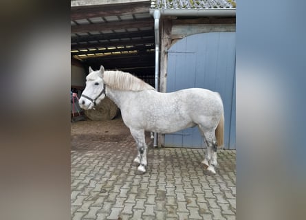 Schweres Warmblut, Wałach, 12 lat, 158 cm, Siwa