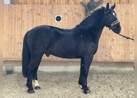 Schweres Warmblut Mix, Wałach, 3 lat, 160 cm, Kara