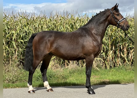 Schweres Warmblut, Wałach, 3 lat, 164 cm, Gniada