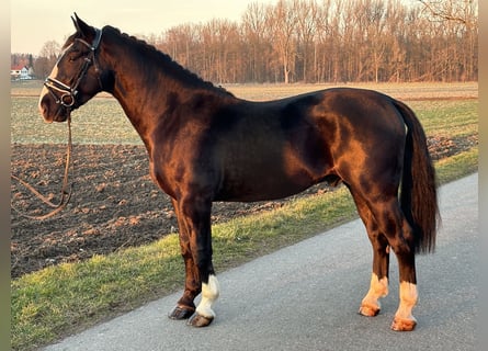 Schweres Warmblut, Wałach, 3 lat, 167 cm, Kara