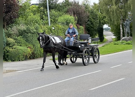 Schweres Warmblut, Wałach, 3 lat, 167 cm, Kara