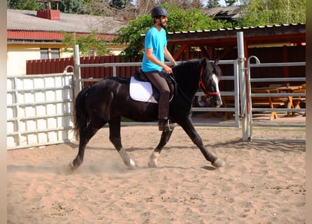 Schweres Warmblut Mix, Wałach, 4 lat, 155 cm, Kara