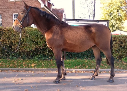 Schweres Warmblut, Wałach, 4 lat, 165 cm, Gniada