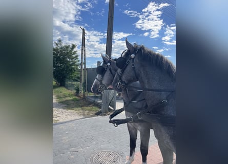 Schweres Warmblut, Wałach, 4 lat, 165 cm, Siwa