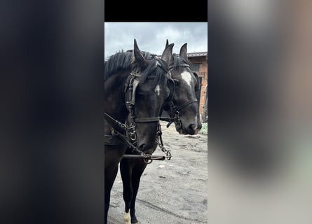 Schweres Warmblut, Wałach, 4 lat, 170 cm, Kara