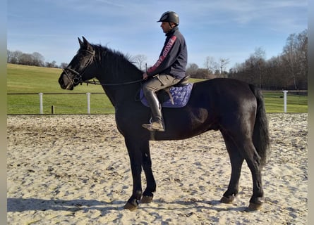 Schweres Warmblut, Wallach, 12 Jahre, 175 cm, Rappe