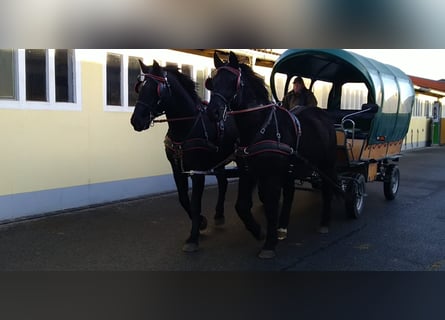 Schweres Warmblut, Wallach, 13 Jahre, 174 cm, Rappe