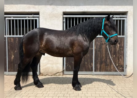 Schweres Warmblut Mix, Wallach, 3 Jahre, 155 cm, Dunkelbrauner