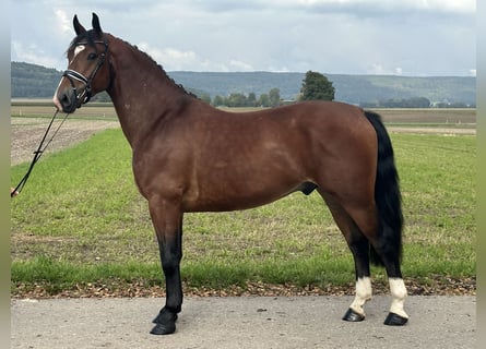 Schweres Warmblut Mix, Wallach, 3 Jahre, 160 cm, Brauner