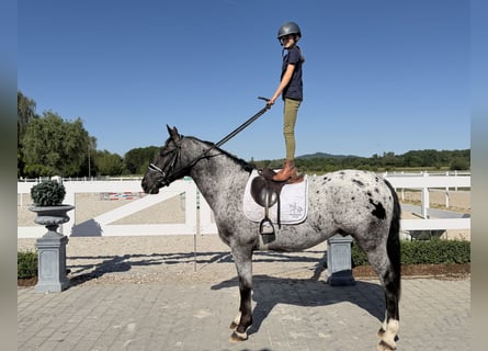 Schweres Warmblut Mix, Wallach, 3 Jahre, 160 cm, Tigerschecke