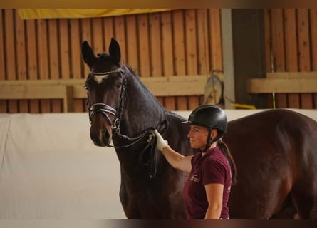 Schweres Warmblut, Wallach, 3 Jahre, 162 cm, Brauner