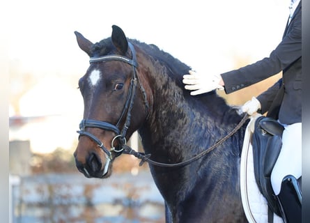 Schweres Warmblut, Wallach, 3 Jahre, 162 cm, Dunkelbrauner