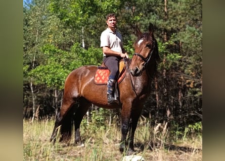 Schweres Warmblut Mix, Wallach, 3 Jahre, 163 cm, Brauner