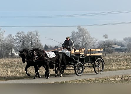 Schweres Warmblut, Wallach, 3 Jahre, 163 cm, Rappe