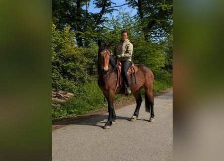 Schweres Warmblut, Wallach, 3 Jahre, 164 cm, Brauner