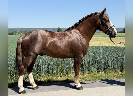 Schweres Warmblut, Wallach, 3 Jahre, 164 cm, Dunkelfuchs