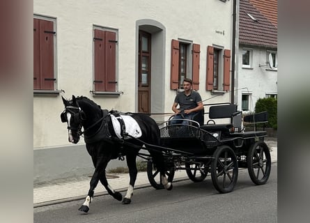 Schweres Warmblut, Wallach, 3 Jahre, 165 cm, Rappe