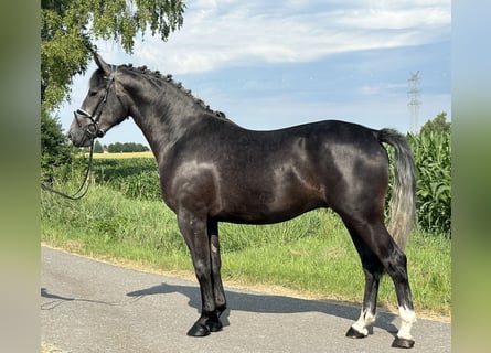 Schweres Warmblut, Wallach, 3 Jahre, 165 cm, Rappschimmel
